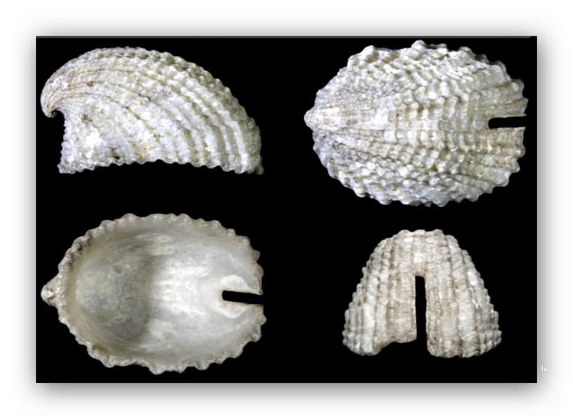 Emarginula salebrosa