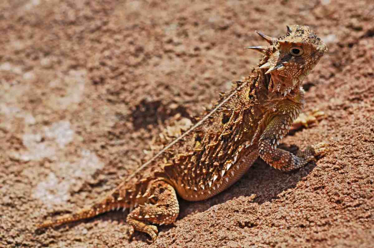 Texas Horned Lizard