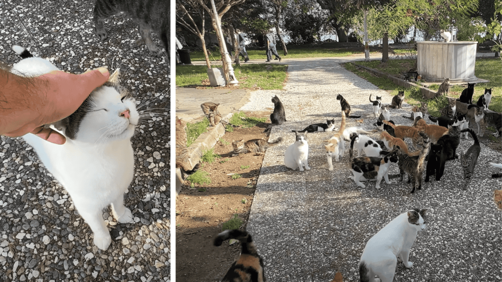 Surrounded by Cats in&nbsp;Seconds!