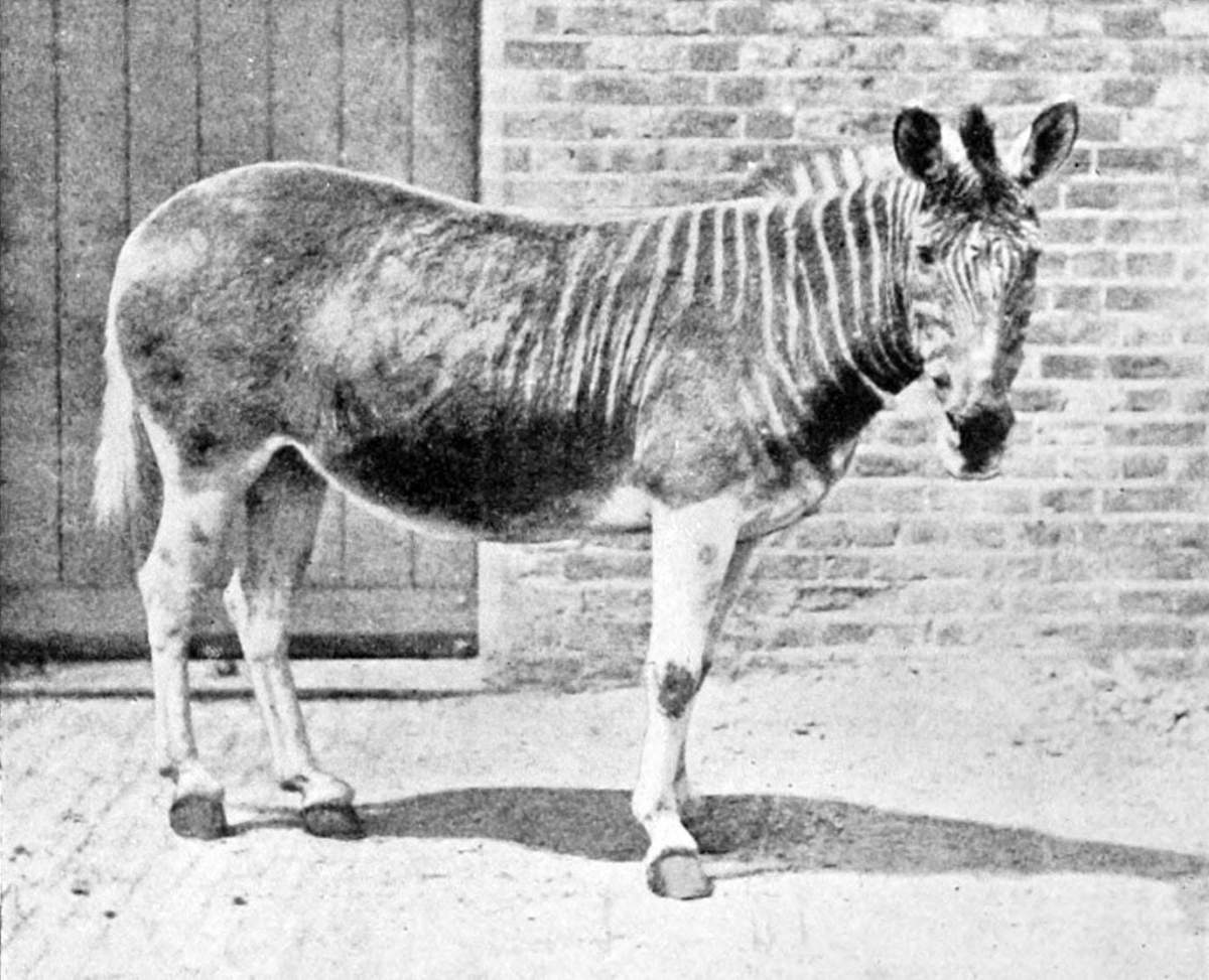 quagga de-extinct