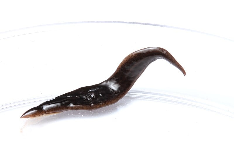 flatworm Amaga pseudobama 