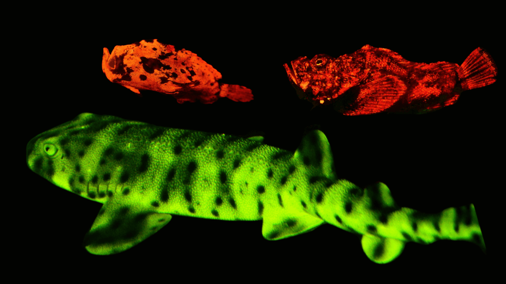 Glow-in-the-Dark Sharks and Other Fascinating Bioluminescent&nbsp;Fish
