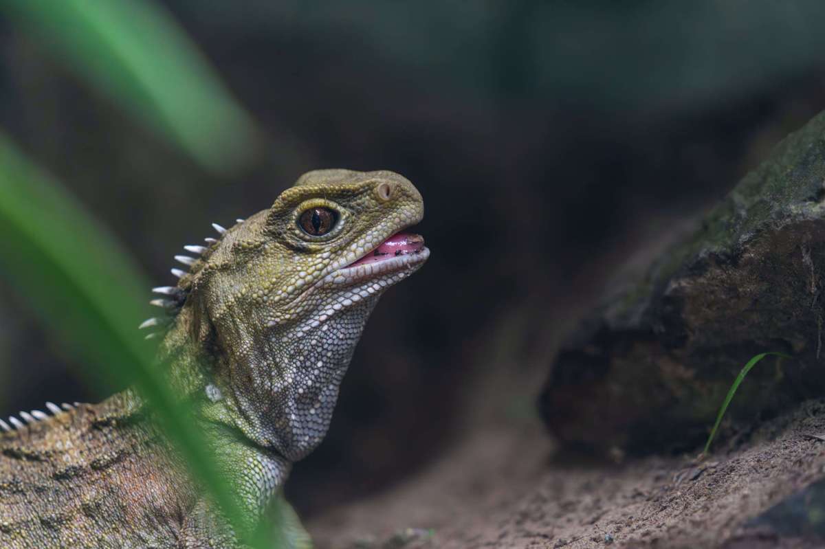 tuatara