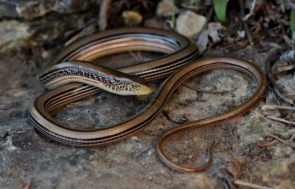 glass lizard